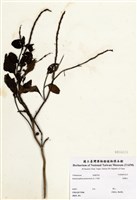 藏品(長穗木)的圖片